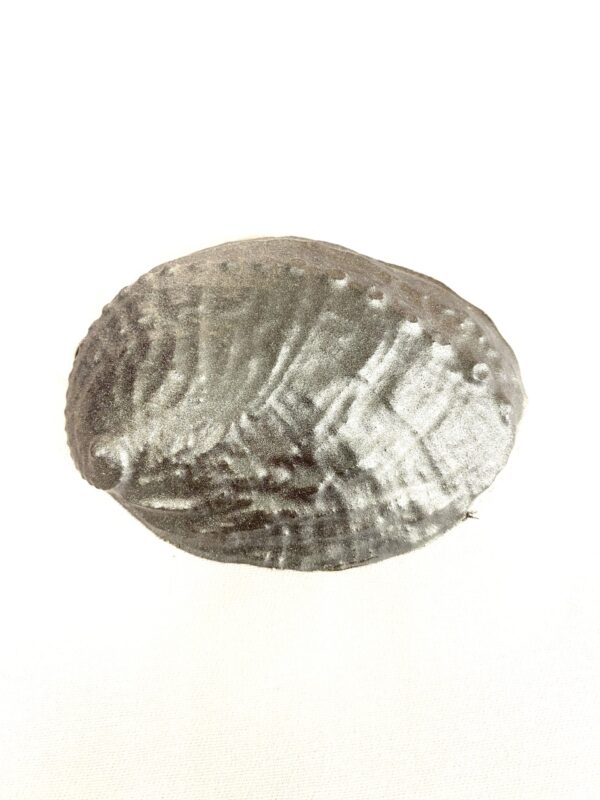 Handmade Dark Chocolate Ormer Shell filled with Caramel and Sea Salt covered with an edible silver luster